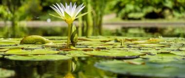 Čistenie a údržba jazierok a bazénov Čistenie a údržba jazierok a bazénov