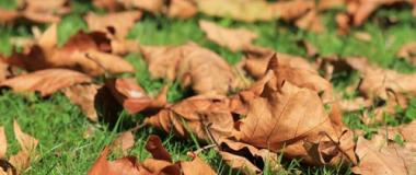 Hrabanie lístia Hrabanie lístia