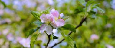 Strihanie a rúbanie stromov Strihanie a rúbanie stromov